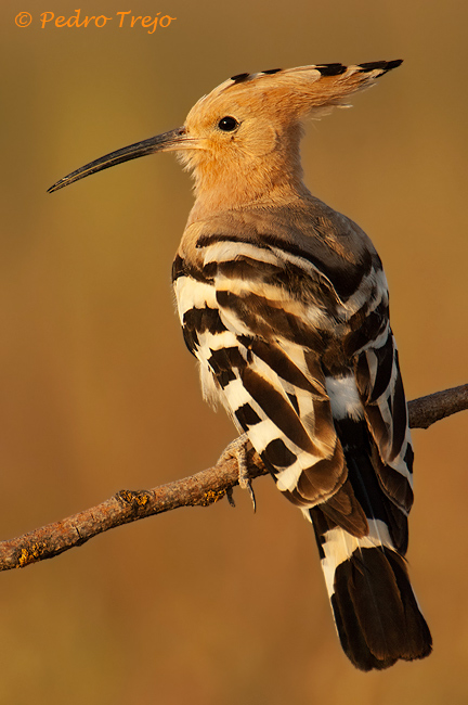 Abubilla (Upupa epops)